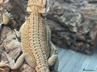 Bearded Dragon reptiles - Advert 11