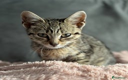 Mixed Breed cats for sale: 2 cats looking for a loving home  - Advert 3