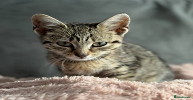 Mixed Breed cats 2 cats looking for a loving home  - Advert 3