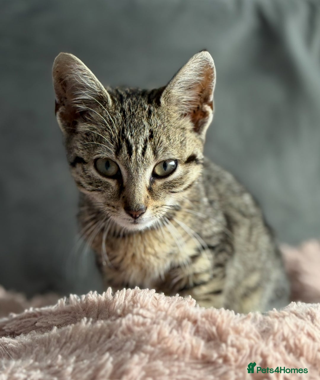 Mixed Breed cats for sale: 2 cats looking for a loving home  - Advert 3