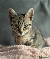 Mixed Breed cats 2 cats looking for a loving home - Advert 4