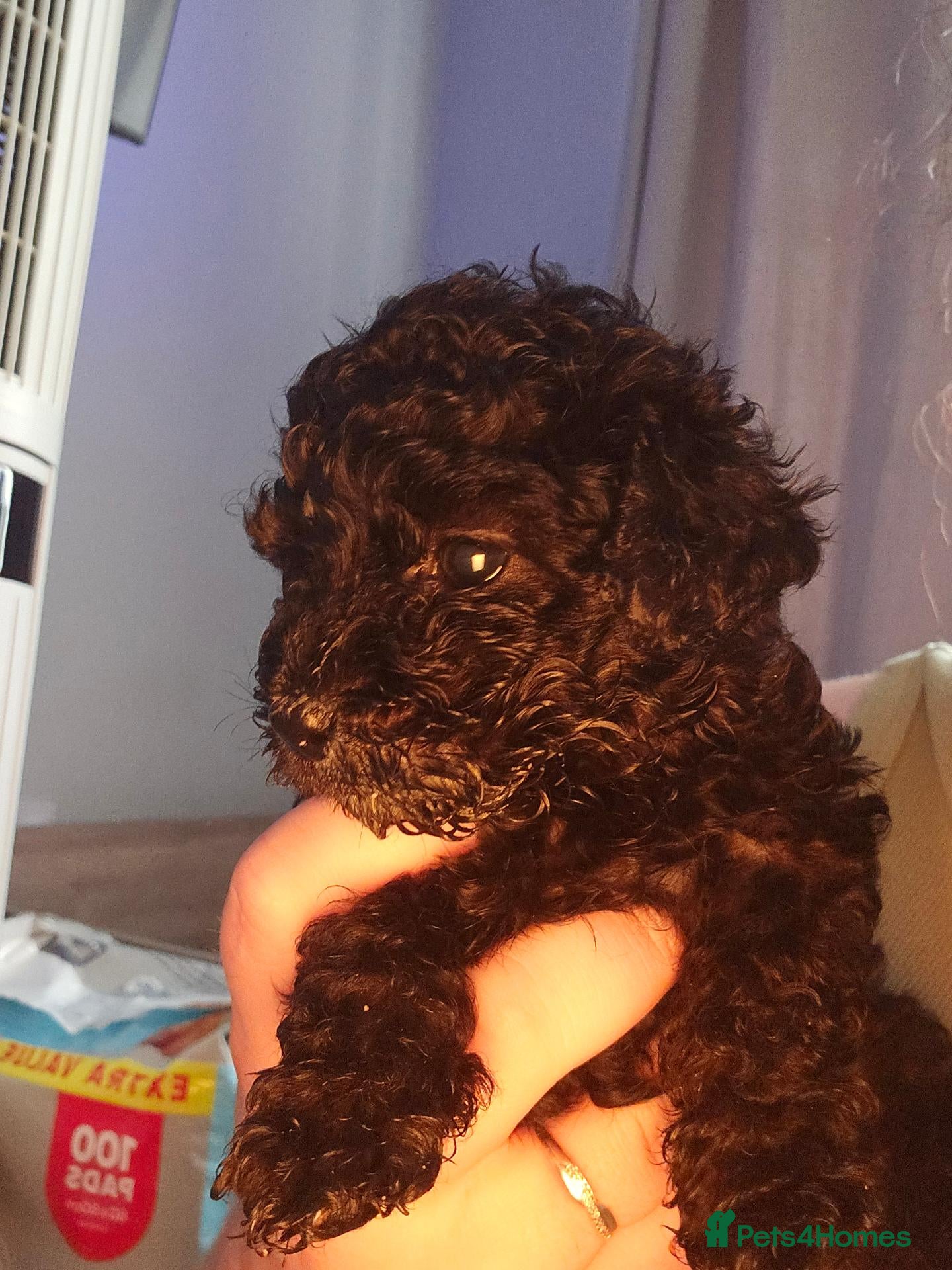 Shihpoo dogs ✨ Minature Poodle X Shihpoo Puppies F1B ✨️ - Advert 2