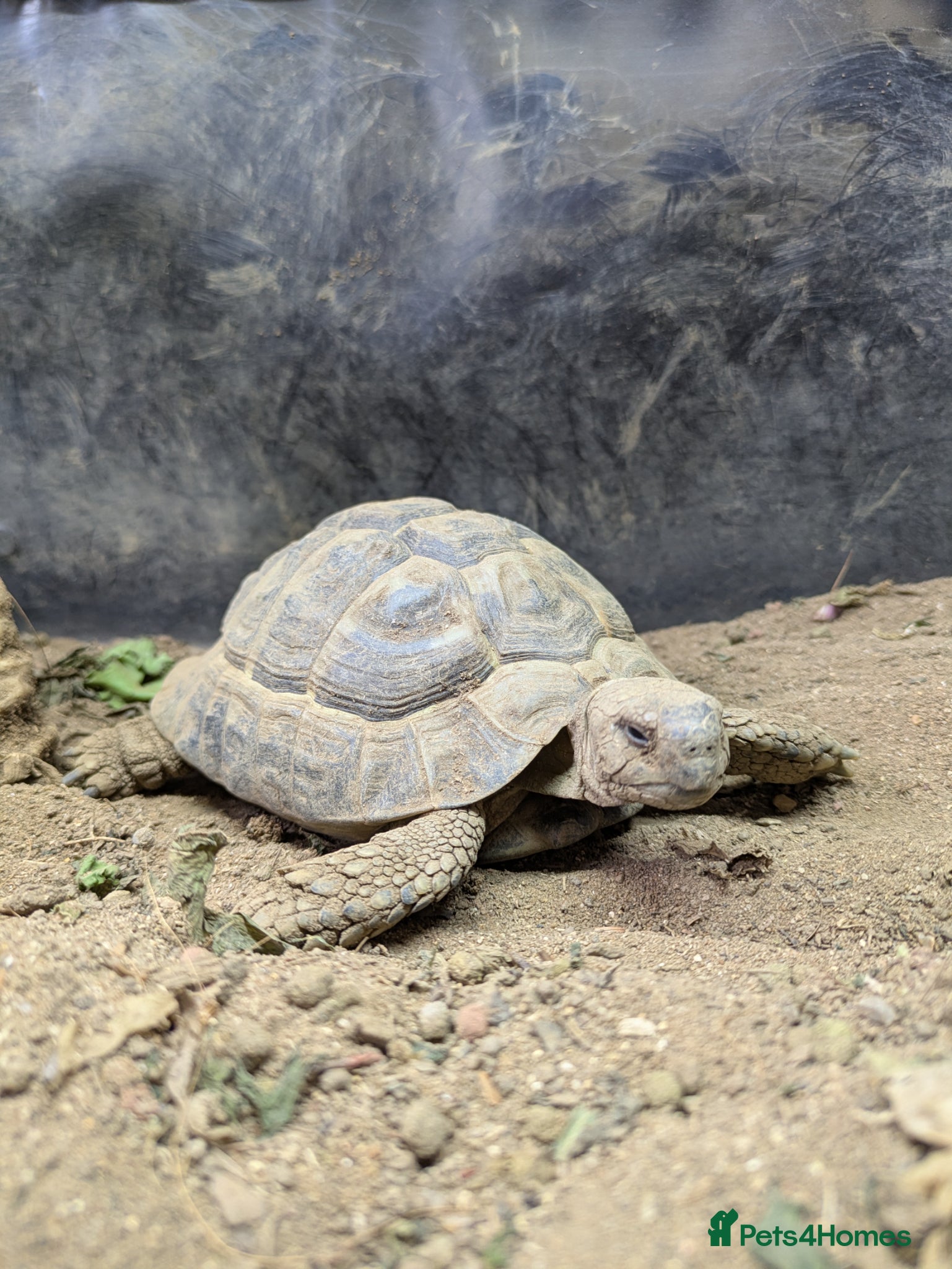 Tortoise reptiles Herman's Tortoise  - Advert 1