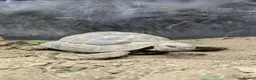 Tortoise reptiles for sale: Herman's Tortoise  in Bournemouth - Advert 1