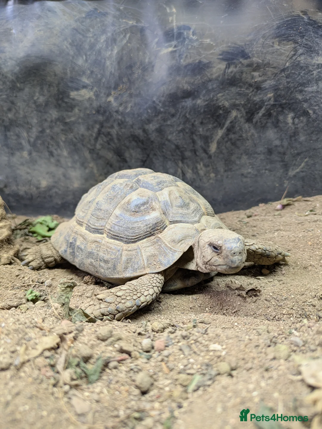 Tortoise reptiles for sale: Herman's Tortoise  in Bournemouth - Advert 1