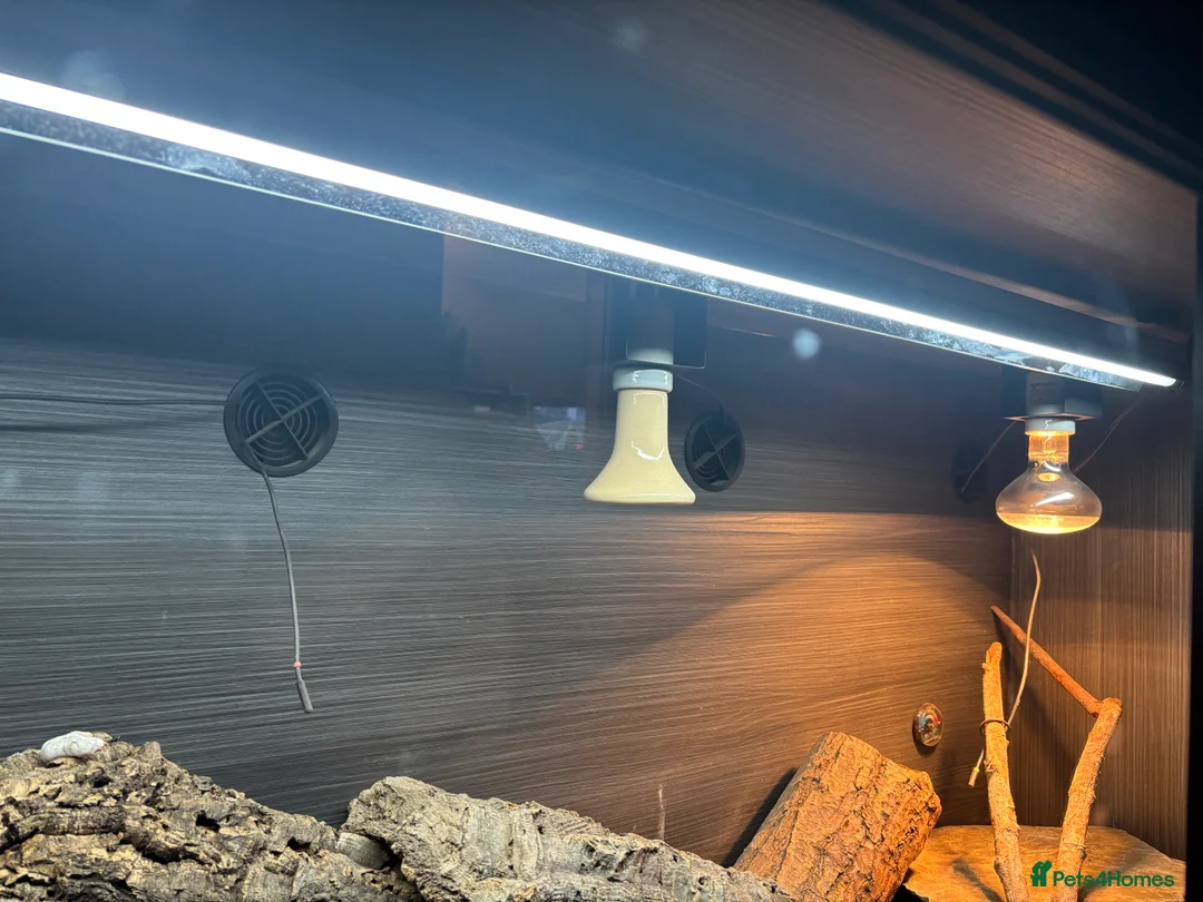 Monitor reptiles for sale: Aki monitor setup in Walsall - Advert 2