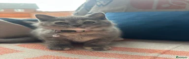 British Shorthair Kitten 6