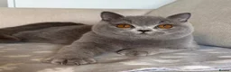British Shorthair cats for sale: Beautiful boy & girl available  - Advert 12