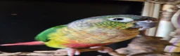 Conures birds for sale: Friendly conure - Advert 11