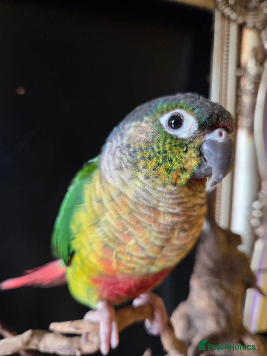 Conures birds for sale: Friendly conure - Advert 11