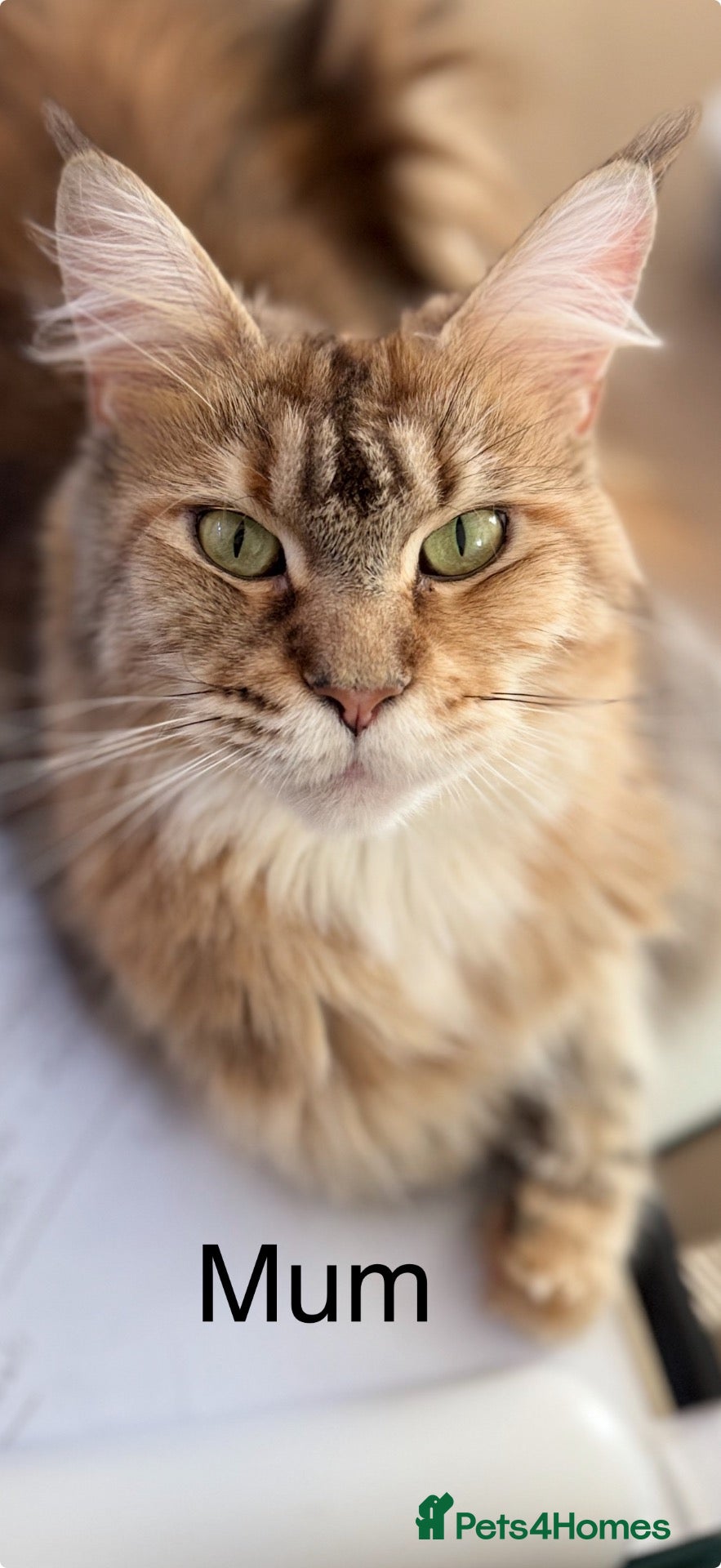 Maine Coon cats Stunning Maine Coon Kittens looking for 5⭐️ homes - Advert 2