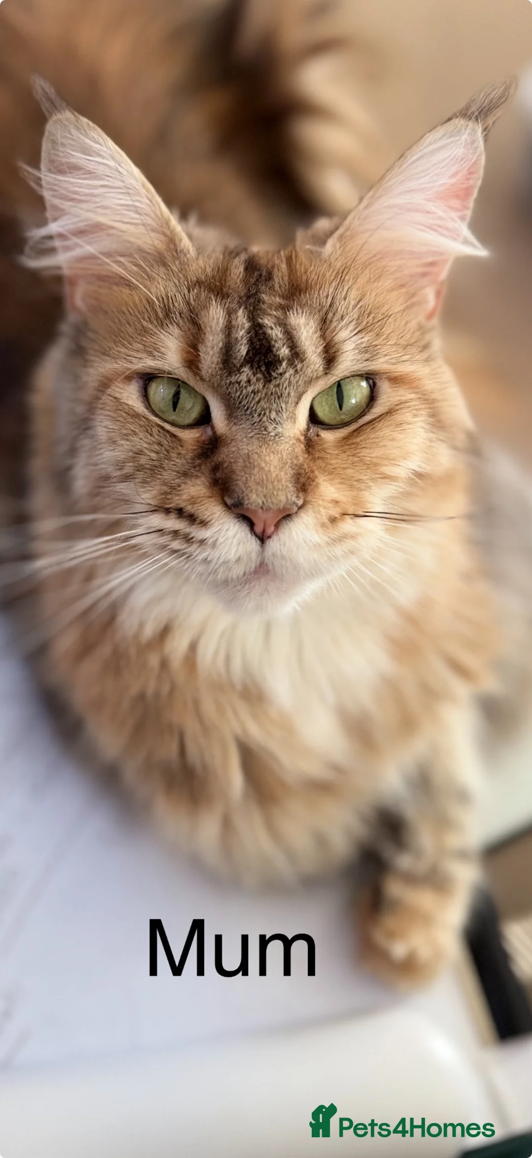 Maine Coon cats for sale: Stunning Maine Coon Kittens looking for 5⭐️ homes - Advert 2
