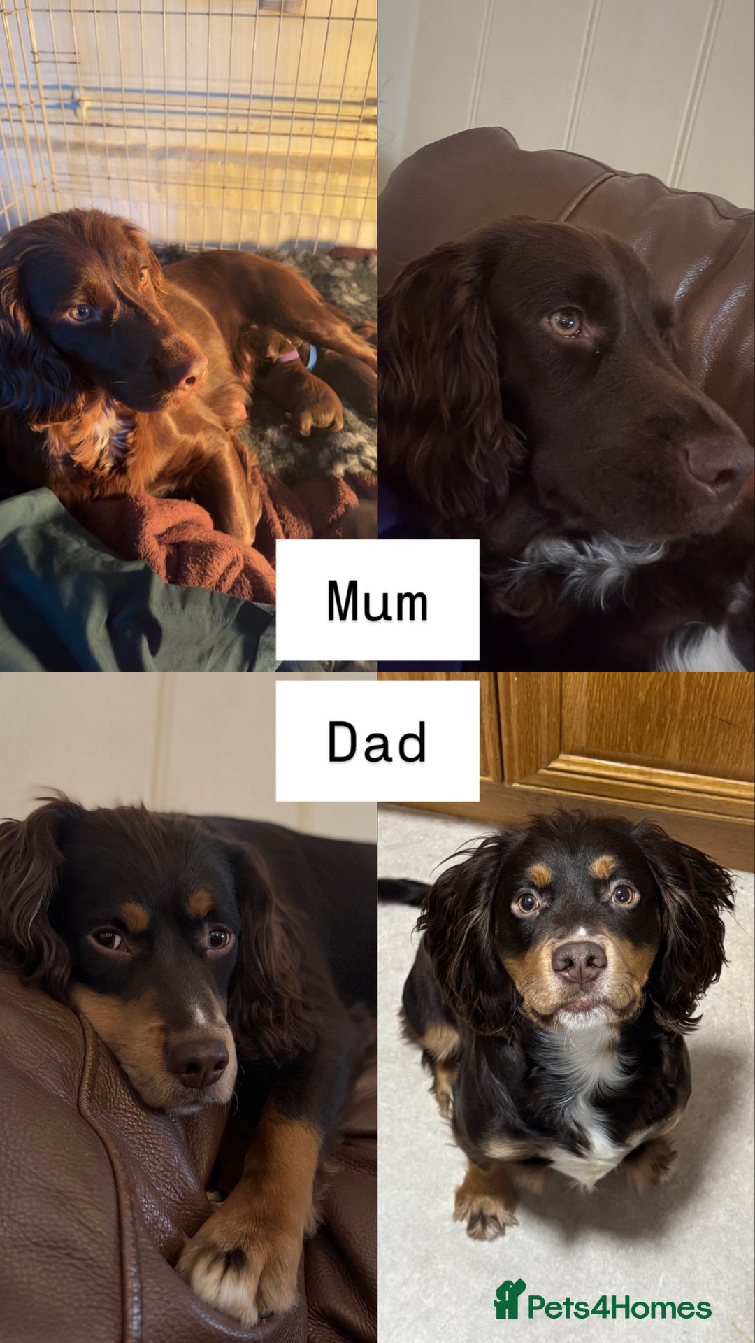 Sprocker dogs for sale: Gorgeous Sprocker Puppies Looking for 5* Homes - Advert 2