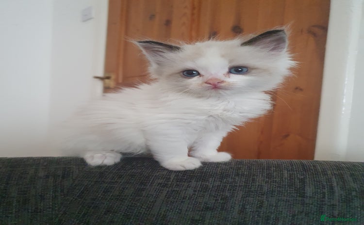 Ragdoll cats - Advert 13