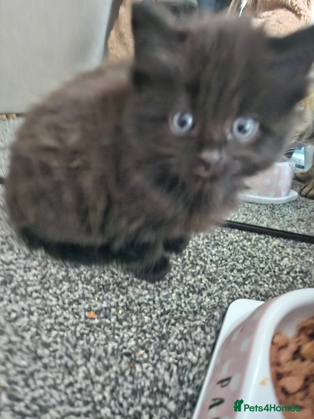 Mixed Breed cats for sale: Only black male left, ready 14th Feb  - Advert 11