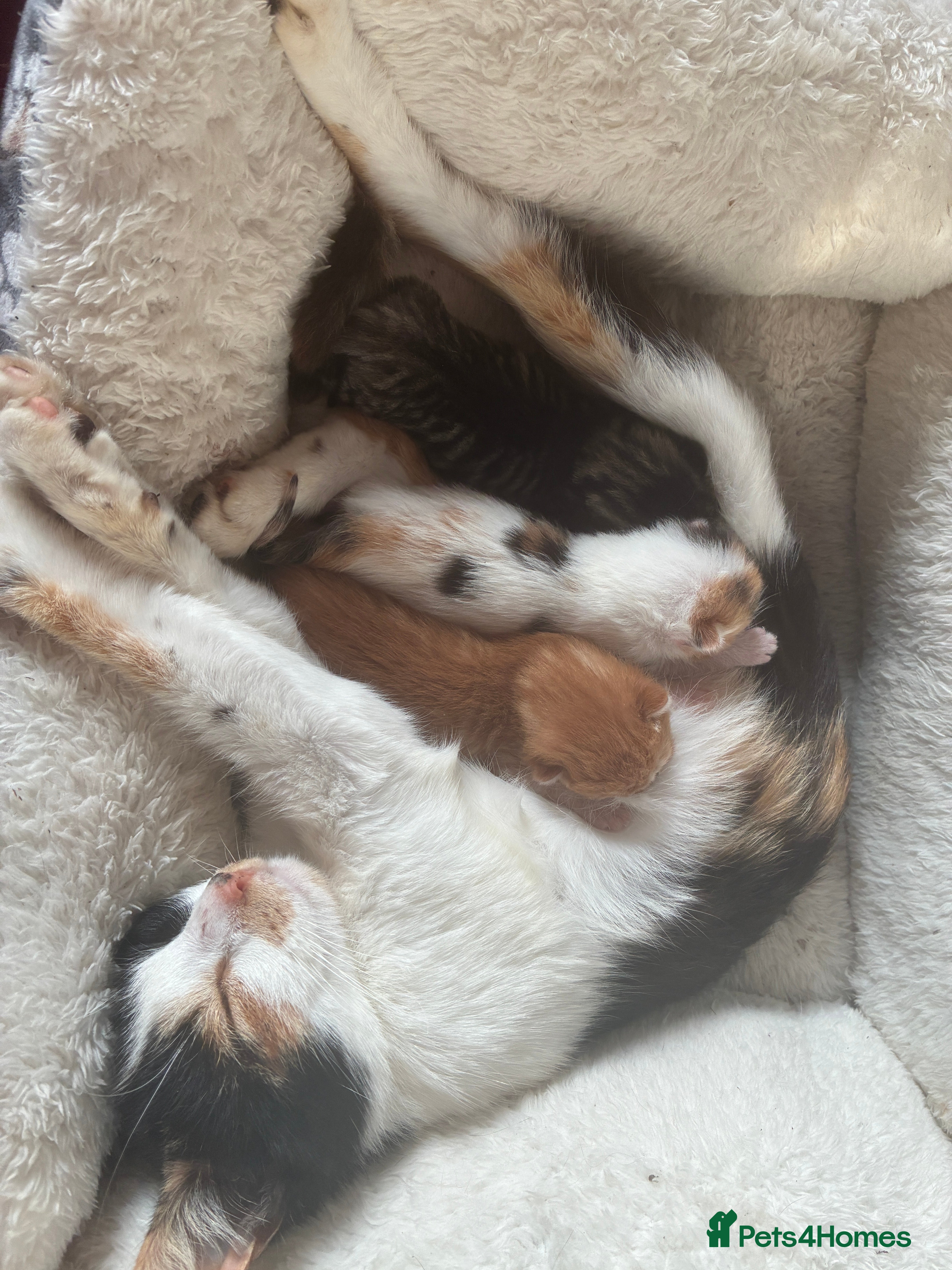 Domestic Shorthair cats Beautiful ginger & tabby kittens available 20 Dec - Advert 1