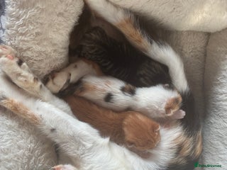 Domestic Shorthair cats Beautiful ginger & tabby kittens available 20 Dec - Advert 3