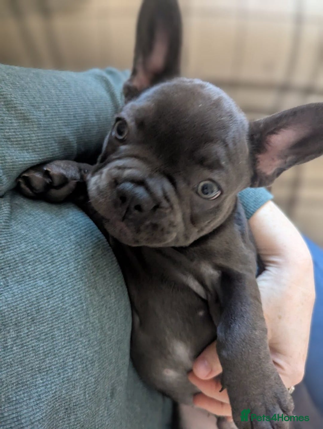 French Bulldog dogs for sale: #Reduced# True miniature French Bulldog - Image 5