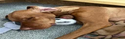 Hungarian Vizsla dogs for stud: Thor *PROVEN* 🇸🇮 Slovenian Champion bloodlines  - Advert 3
