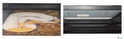 Python Snake reptiles for sale: Pied ball pythons  in Coalville - Advert 3
