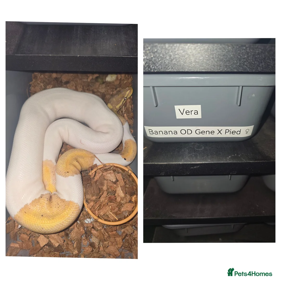 Python Snake reptiles for sale: Pied ball pythons  in Coalville - Advert 3