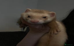 Ferret rodents for sale: 2 male ferret hobs  - Image 9