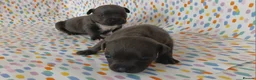 Staffordshire Bull Terrier dogs for sale: Exceptional valglo sired puppies (1 black male) - Advert 27