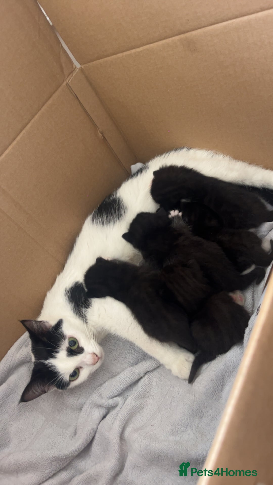 Domestic Shorthair cats for sale: Domestic short hair kittens - Image 5