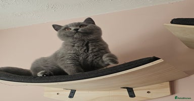 British Shorthair cats - Advert 6
