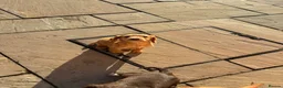 Cocker Spaniel dogs for sale: Cocker spaniel puppy’s  in Hartlepool - Advert 3