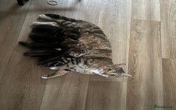 Mixed Breed cats for sale: 3 beautiful tabbys - Image 7