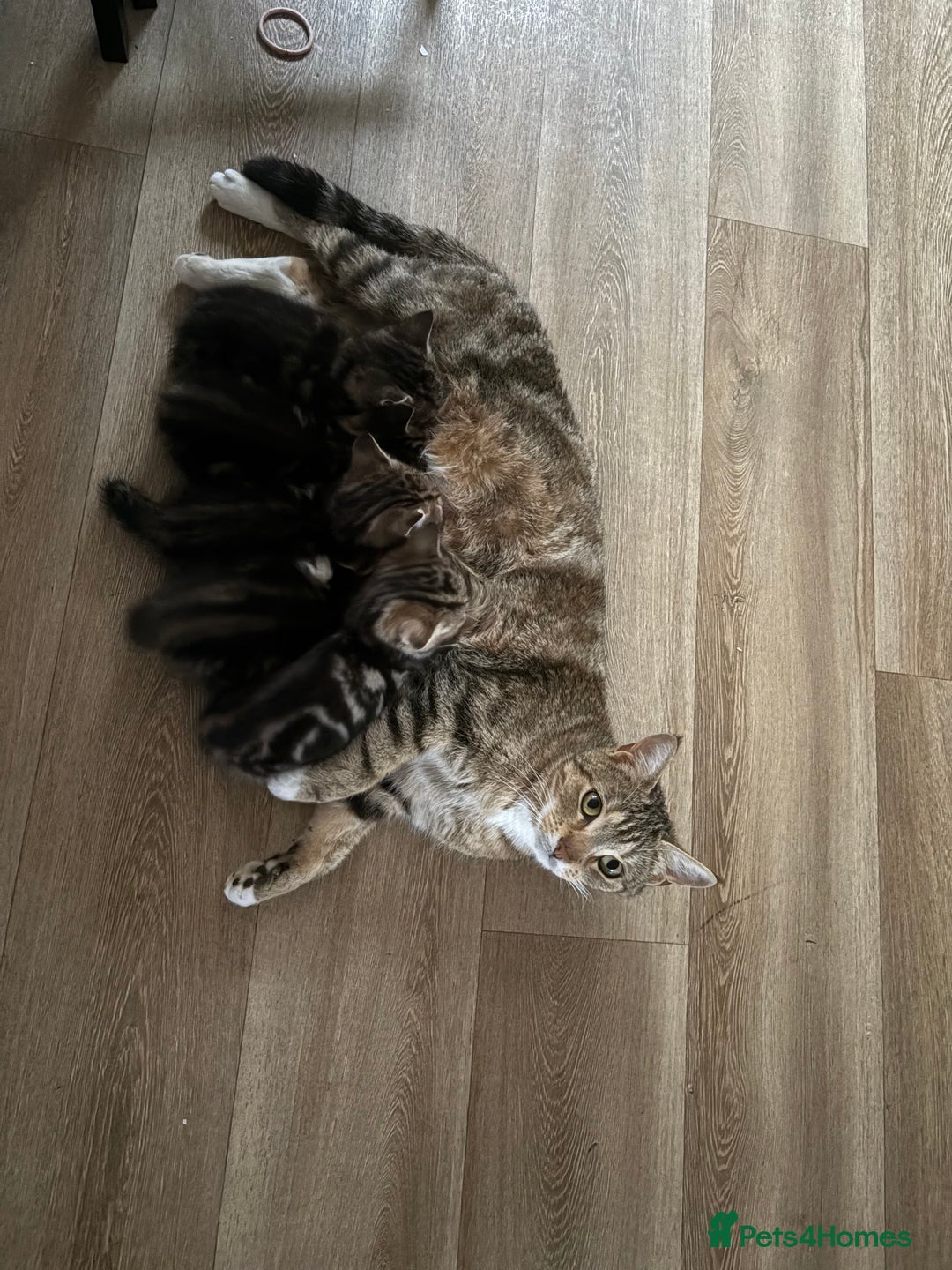 Mixed Breed cats for sale: 3 beautiful tabbys - Image 7