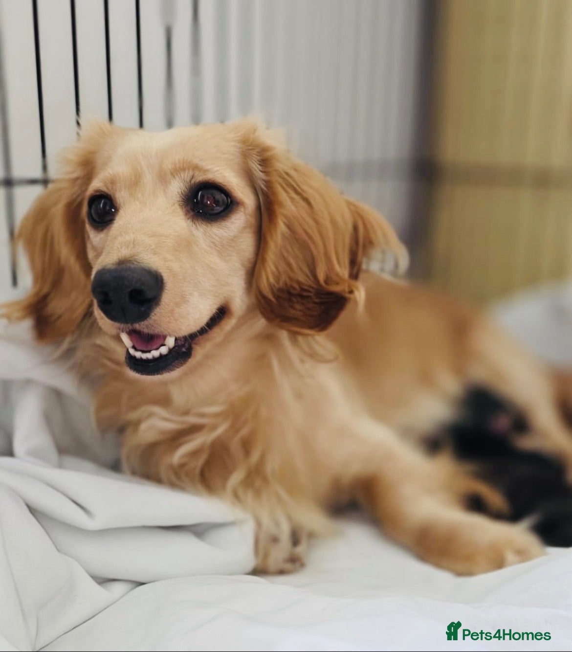Miniature Dachshund dogs Black&Tan Puppies Looking for Their Forever Homes! - Advert 2