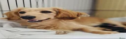 Miniature Dachshund dogs for sale: Black&Tan Puppies Looking for Their Forever Homes! - Advert 2