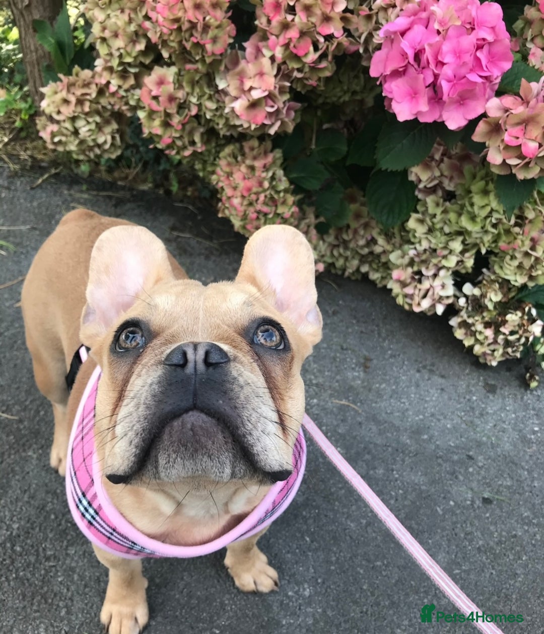 French Bulldog dogs for sale: Frenchbulldog looking for her forever home  - Advert 5