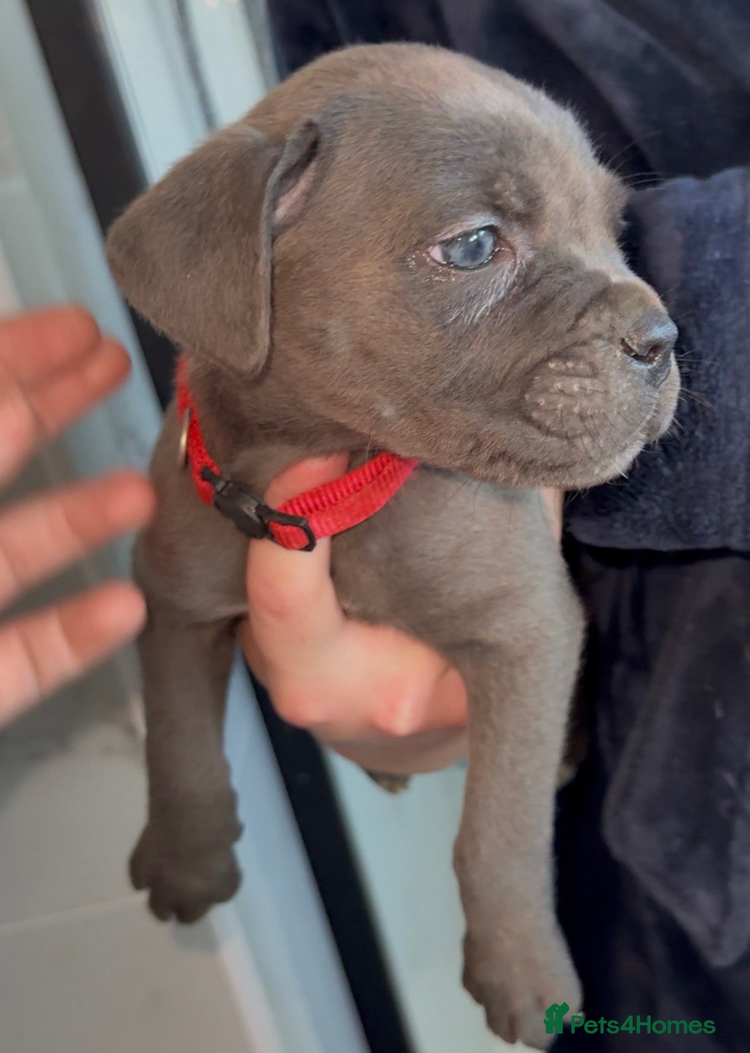 Cane Corso dogs ICF/ICCF Champion 6th GENERATION Cane Corso pups - Advert 1