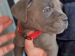 Cane Corso dogs ICF/ICCF Champion 6th GENERATION Cane Corso pups - Advert 5