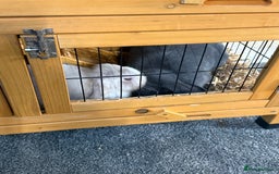 English Lop rabbits for sale: 2x female rabbits.  - Image 2