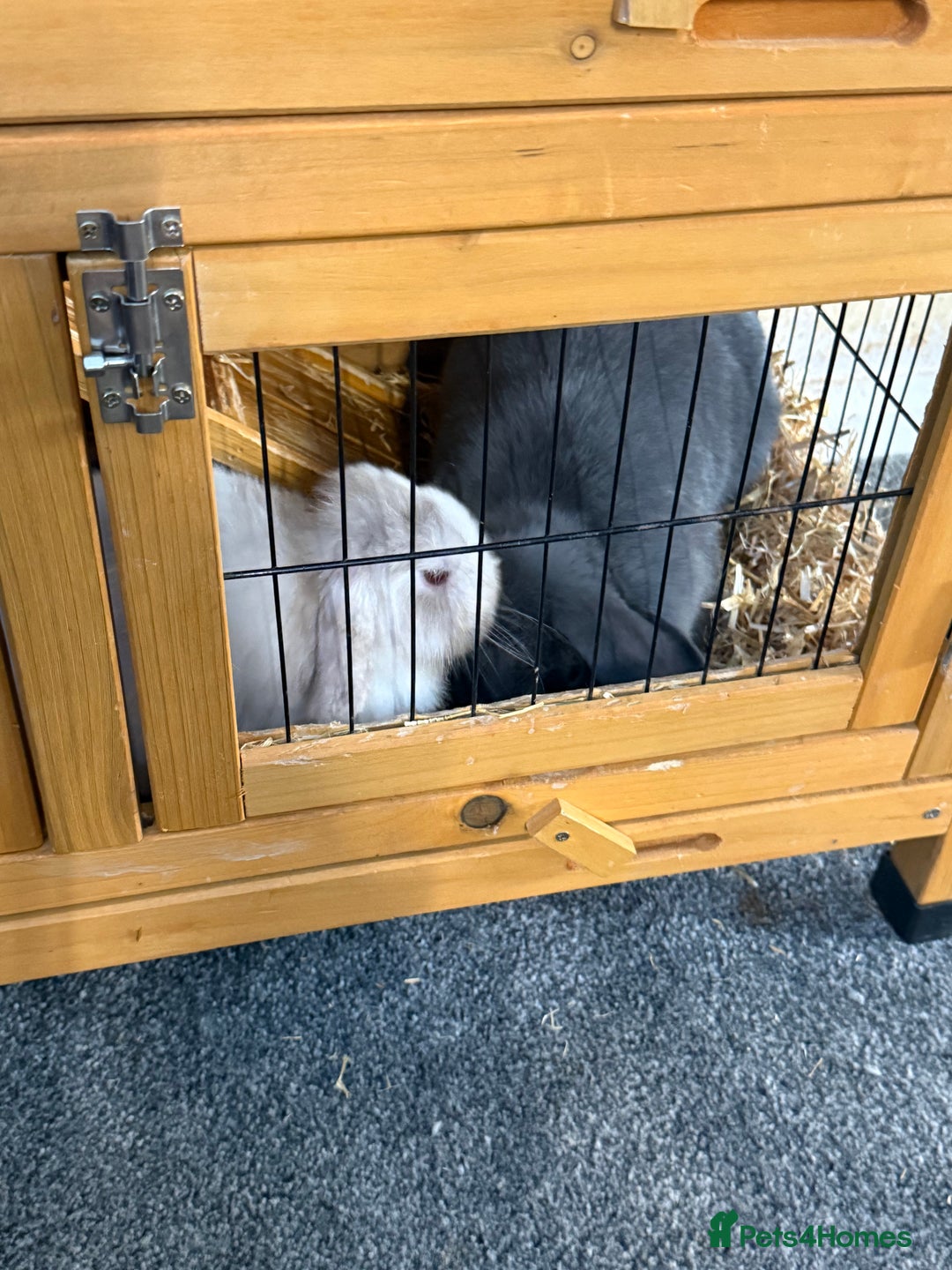 English Lop rabbits for sale: 2x female rabbits.  - Image 2