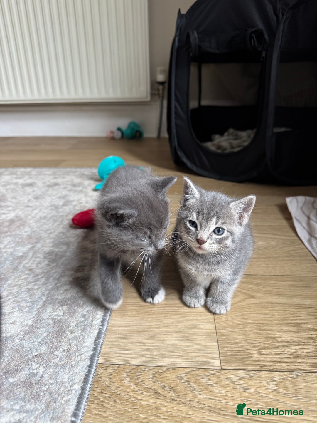 Mixed Breed cats for sale: Adorable Kittens Looking for Loving Homes 🐾 - Advert 6