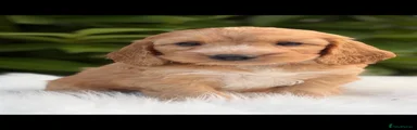 Cockapoo 1