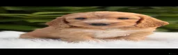 Cockapoo dogs for sale: Cockapoo males and females  - Advert 27