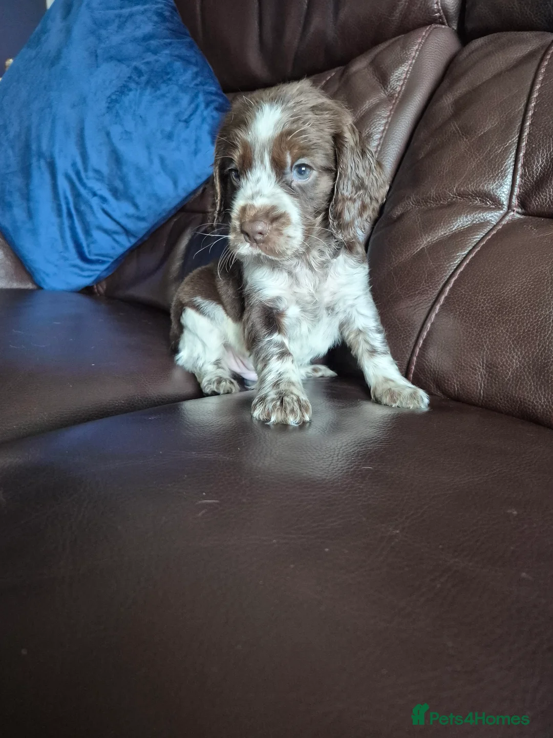 Cocker Spaniel dogs for sale: Chocol and tan & choc roan show cocker  puppies  in Bordon - Advert 2
