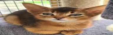 Abyssinian Kitten 3 girl