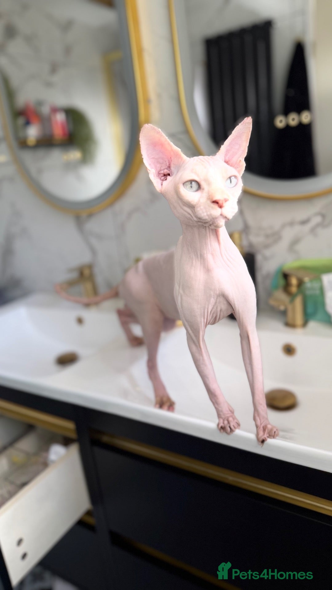 Sphynx cats Handsome boy available NOW - Advert 9