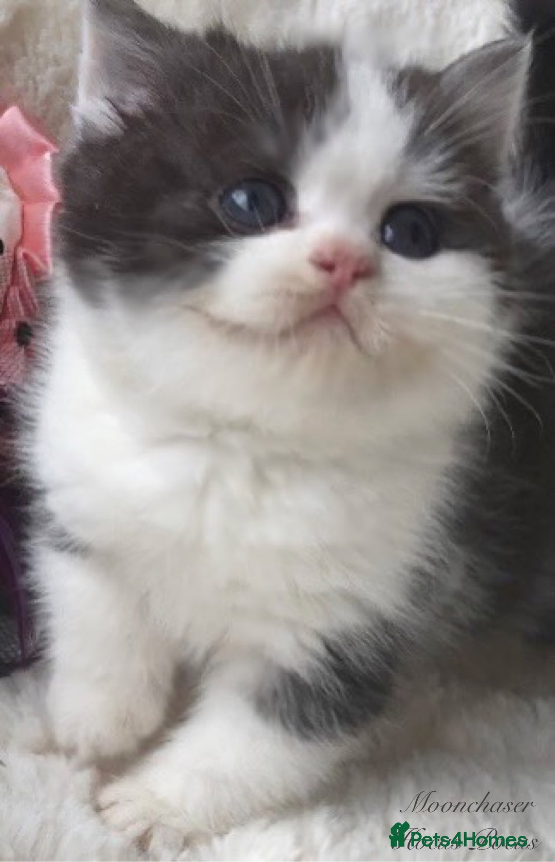 British Shorthair cats for sale: Gorgeous British Shorthairs TICA Registered - Advert 4