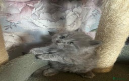 British Longhair cats for sale: British blue kittens  - Image 5