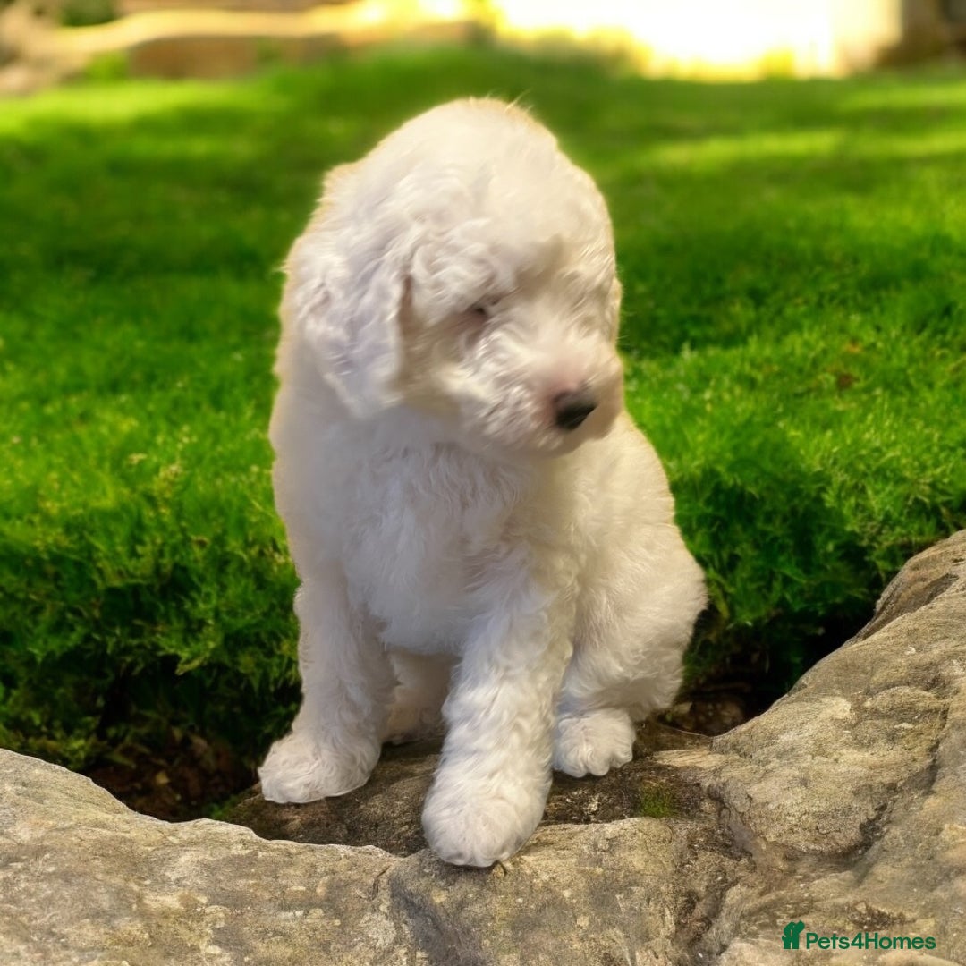 Australian Labradoodle dogs for sale: Ready to go 2 males left health tested parents!! - Image 5