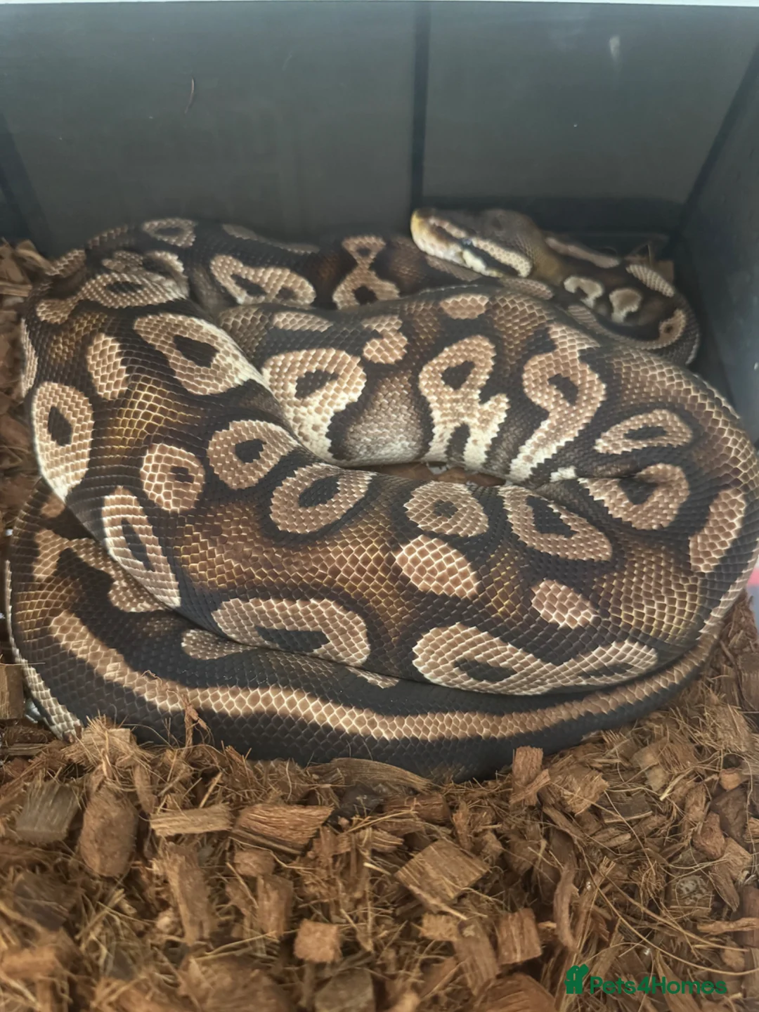 Python Snake reptiles for sale: Royal pythons  in Northampton - Advert 2