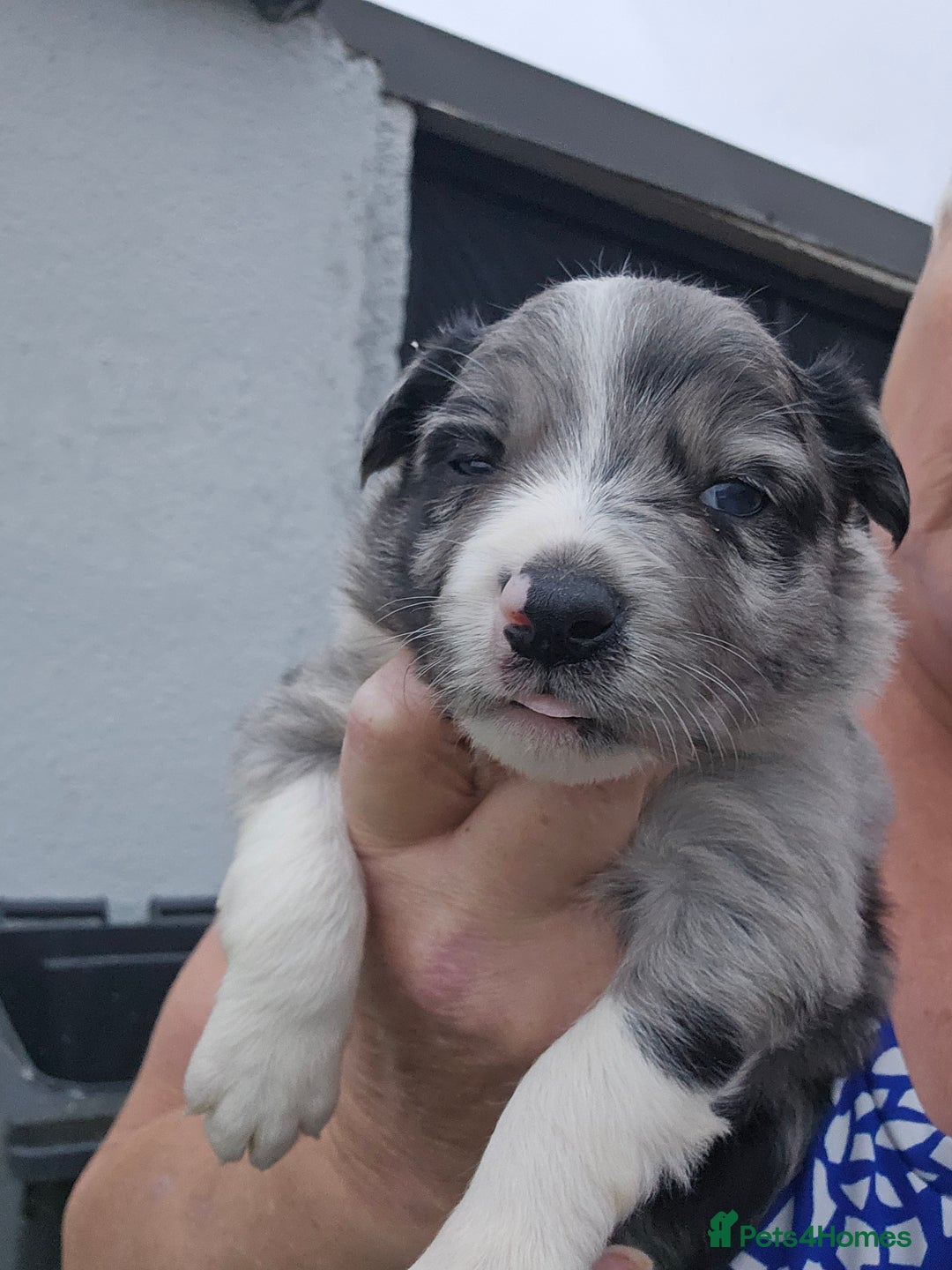 Border Collie dogs for sale: Red white border collie puppies - Advert 5